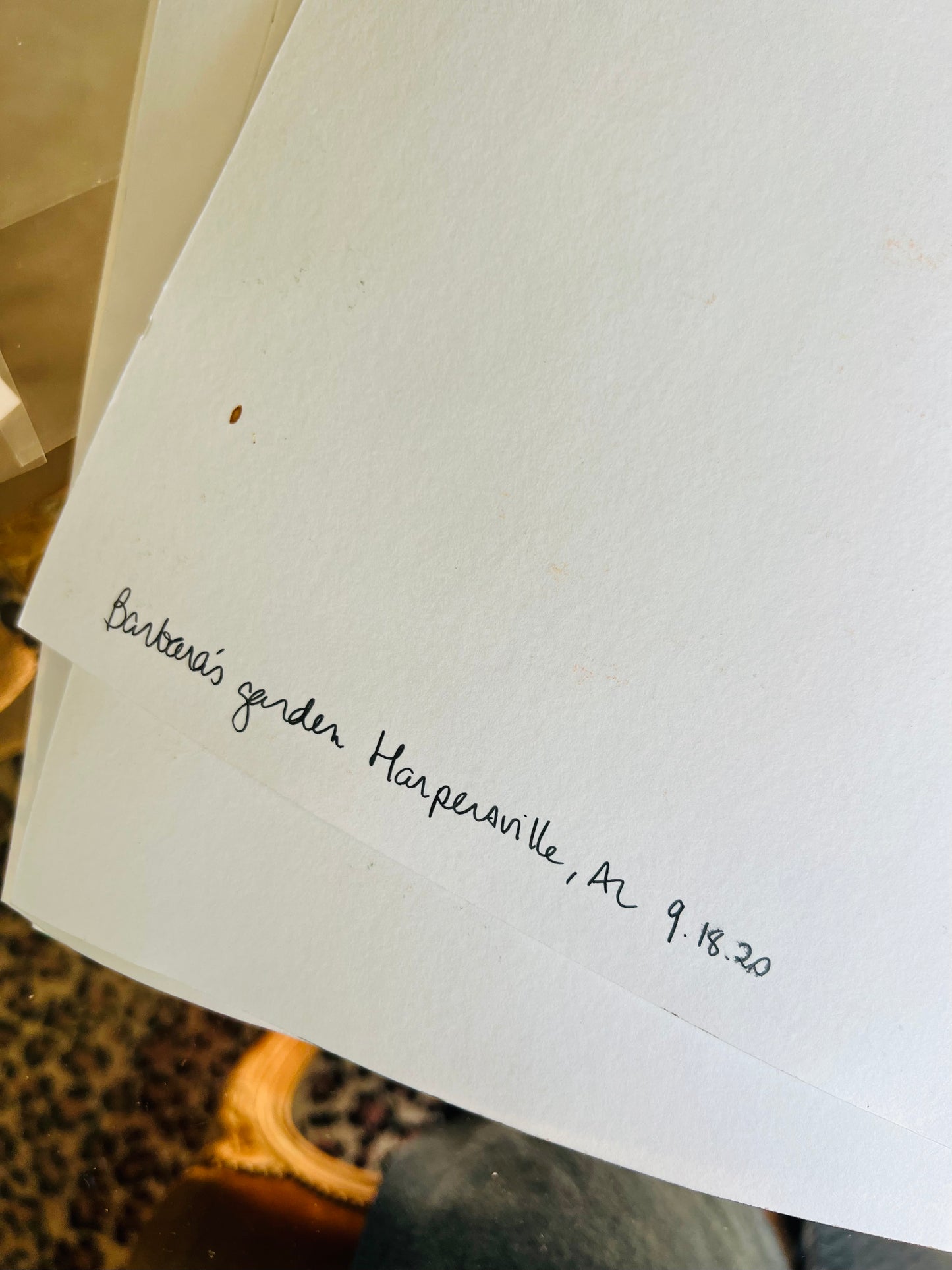From the Vault: Barbara’s home, Black Sheep Antiques