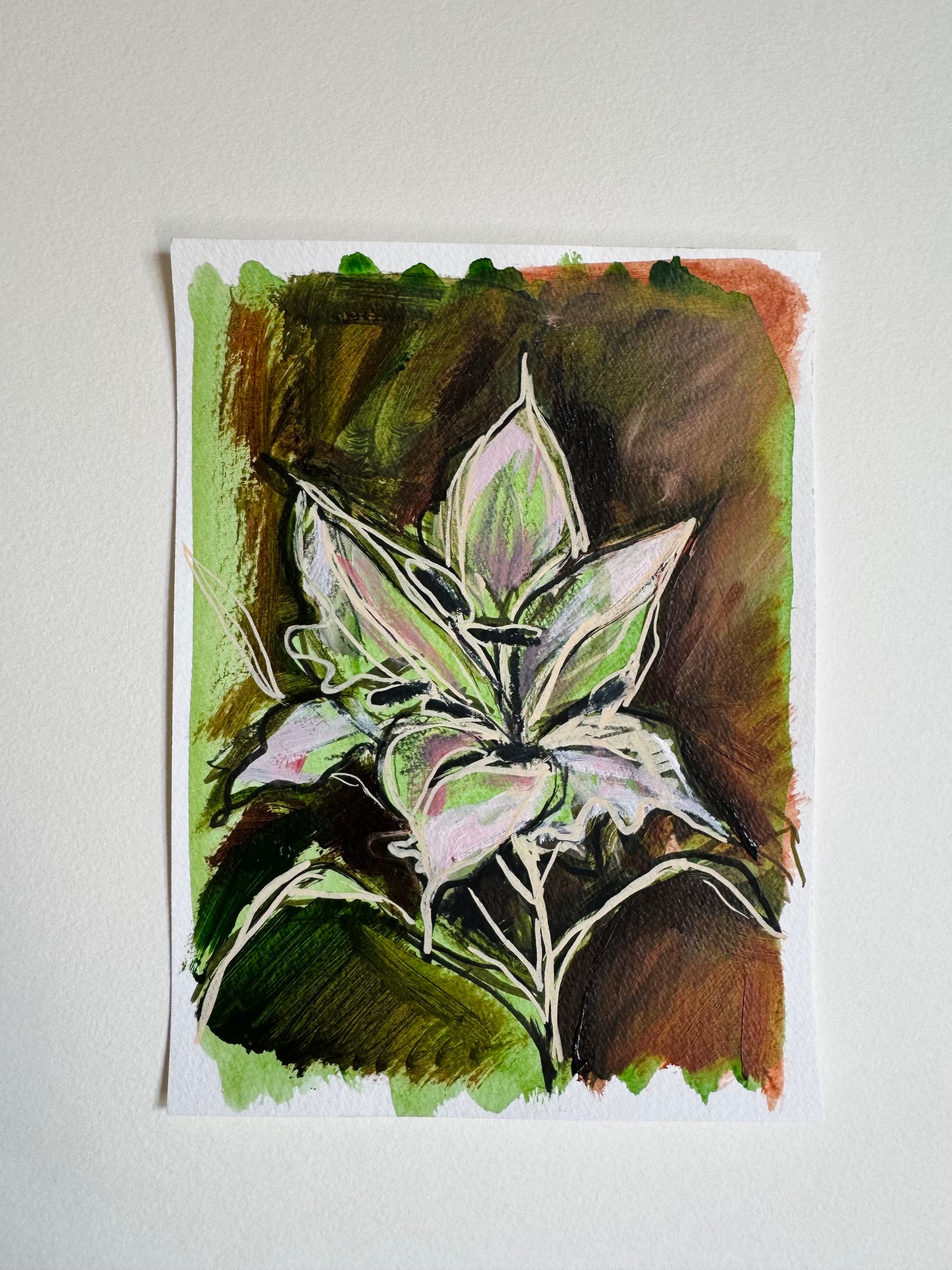 Lily Studies