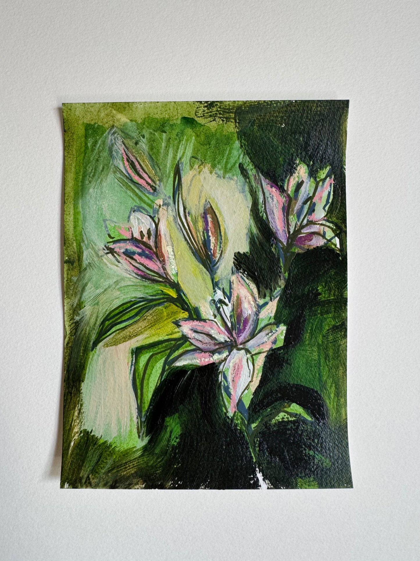 Lily Studies
