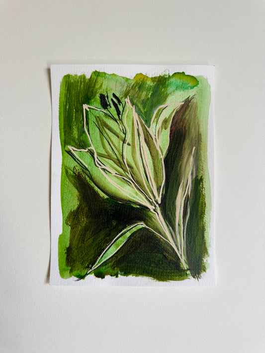 Lily Studies
